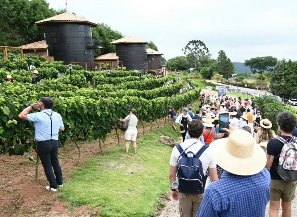 Vinícolas paulistas celebram colheita e promovem ‘pisa da uva’